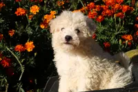 Peluche 💙💙, a male Havapoo for sale in Shreve, OH – 4 of 7
