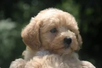 Buddy - ready to go!!!!! 💙💙, a male Havapoo for sale in Shreve, OH – 2 of 10