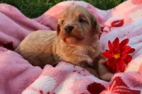 Baby Girl Belle 💞💗, a female Havanese and Havapoo for sale in Shreve, OH – 2 of 3