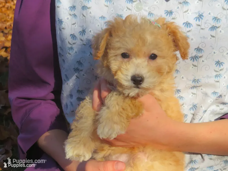 Princess - Pocket size💞💗new pictures!! – Havapoo puppy for sale in Shreve, OH