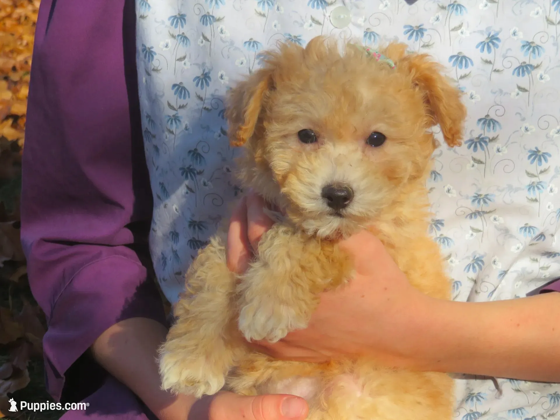 Princess - Pocket size💞💗new pictures!!, a female Havapoo for sale in Shreve, OH – 1 of 10