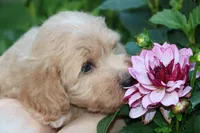 Baby Girl Belle 💞💗, a female Havapoo for sale in Shreve, OH – 4 of 7
