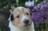 Sugar, a female Collie for sale in Shreve, OH – 2 of 7