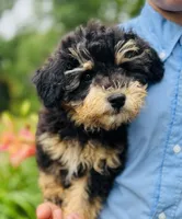 Cuddly, Playful, Snuggly and Smart!!!, a male Havapoo for sale in Shreve, OH – 2 of 10