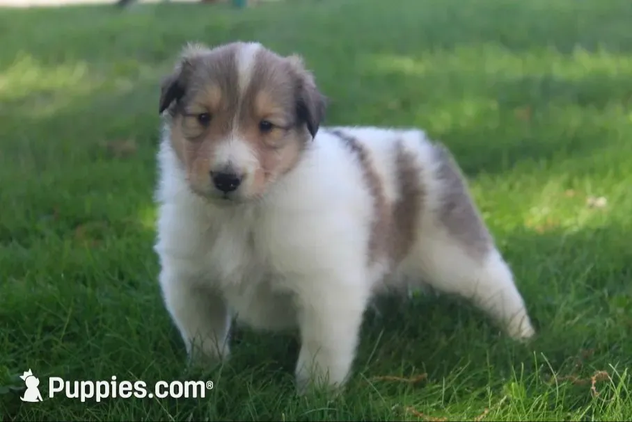 Bubbles, full of bounces and intelligence... , a male Collie for sale in Shreve, OH – 10 of 10