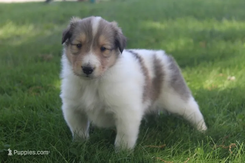 Bubbles – Collie puppy for sale in Shreve, OH
