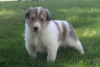 Bubbles, a male Collie for sale in Shreve, OH – 1 of 10