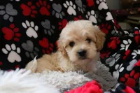 Baby Boy - Buster💙💙, a male Havanese and Havapoo for sale in Shreve, OH – Photo 2 of 5
