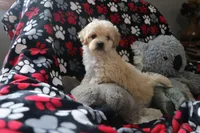 Baby Boy - Buster💙💙, a male Havapoo for sale in Shreve, OH – Photo 2 of 4