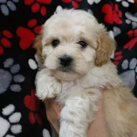 Friendly Little Buster💙🥰💙 , a male Havanese and Havapoo for sale in Shreve, OH – Photo 2 of 3