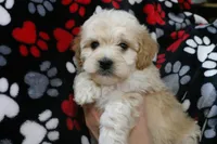 Baby Boy - Buster💙💙, a male Havanese and Havapoo for sale in Shreve, OH – Photo 4 of 5