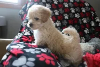 Baby Boy - Buster💙💙, a male Havapoo for sale in Shreve, OH – Photo 3 of 4