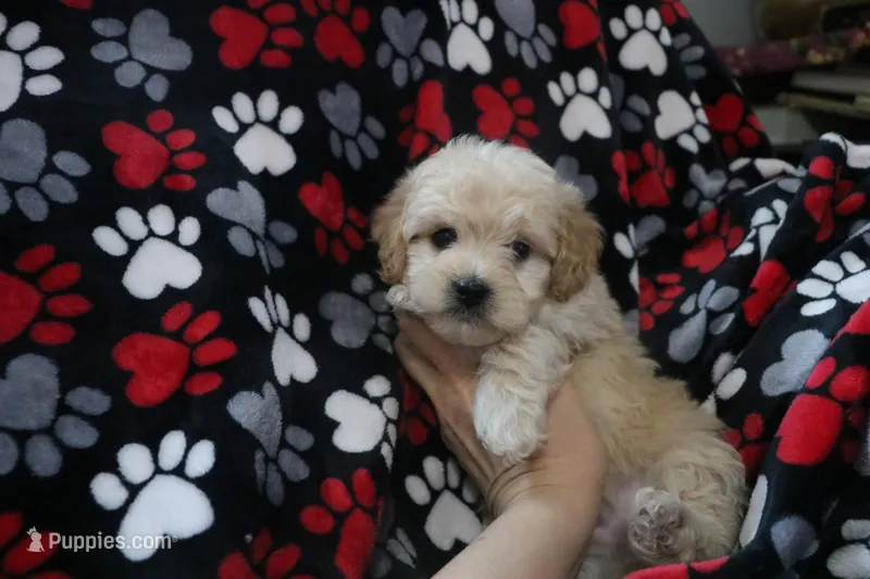 Baby Boy - Buster💙💙