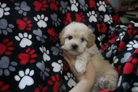 Baby Boy - Buster💙💙, a male Havapoo for sale in Shreve, OH – Photo 1 of 4