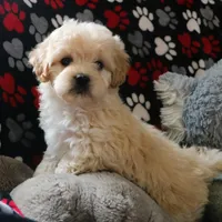 Friendly Little Buster💙🥰💙 , a male Havanese and Havapoo for sale in Shreve, OH – Photo 1 of 3