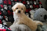 Baby Boy - Buster💙💙, a male Havanese and Havapoo for sale in Shreve, OH – Photo 3 of 5