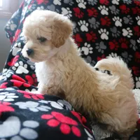 Friendly Little Buster💙🥰💙 , a male Havanese and Havapoo for sale in Shreve, OH – Photo 3 of 3