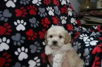 Baby Boy - Buster💙💙, a male Havapoo for sale in Shreve, OH – Photo 4 of 4