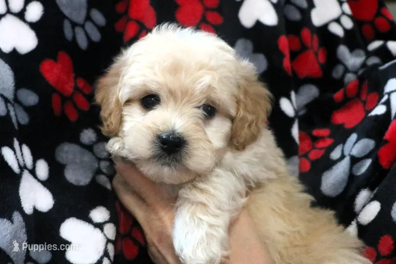 Baby Boy - Buster💙💙, a male Havanese and Havapoo for sale in Shreve, OH – Photo 1 of 5