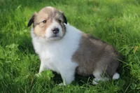 Lassie, a female Collie for sale in Shreve, OH – 6 of 10
