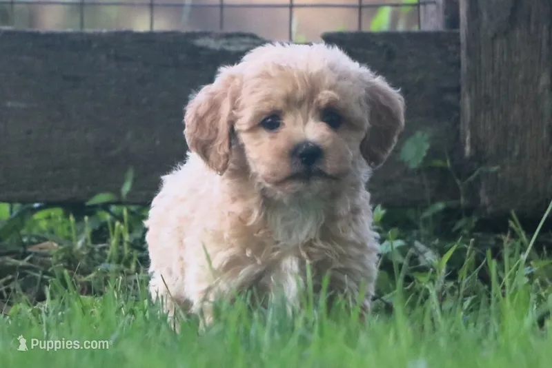 Buddy - ready to go!!!!! 💙💙 – Havapoo puppy for sale in Shreve, OH
