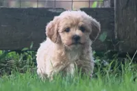 Buddy - ready to go!!!!! 💙💙, a male Havapoo for sale in Shreve, OH – 1 of 10