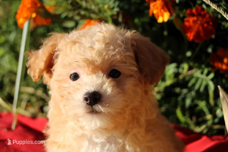 Pocket size Princess 💞💗 – Havapoo puppy for sale in Shreve, OH