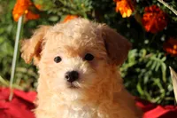 Pocket size Princess 💞💗, a female Havapoo for sale in Shreve, OH – 1 of 10