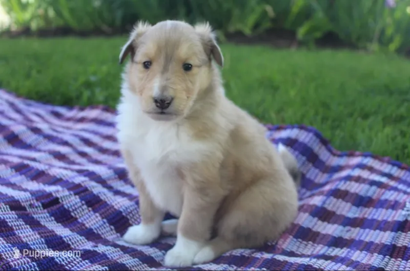 Poppy – Collie puppy for sale in Shreve, OH