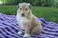 Poppy, a female Collie for sale in Shreve, OH – 3 of 9