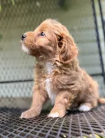 Gingerbread, a male Havanese and Havapoo for sale in Shreve, OH – 2 of 6
