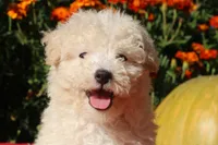 Special Little Boy 💙💙, a male Havapoo for sale in Shreve, OH – 10 of 10