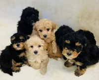 Cuddles, a female Havapoo for sale in Shreve, OH – 3 of 6