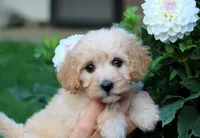 Little Sugar Baby ❤️💕, a female Havapoo for sale in Shreve, OH – 5 of 8