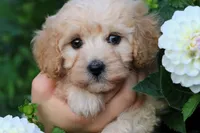 Little Sugar Baby ❤️💕, a female Havapoo for sale in Shreve, OH – 1 of 8