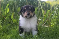 Scout, a male Collie for sale in Shreve, OH – 4 of 10