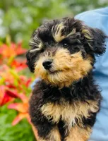 Obedience Training Begun!!! Baby Boy 💙🥰💙, a male Havapoo for sale in Shreve, OH – 3 of 6