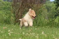 Cookie - sweet, lovable, loyal..., a female Collie for sale in Shreve, OH – 2 of 9