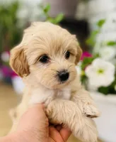 Cuddles, a female Havapoo for sale in Shreve, OH – 2 of 6