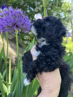 Cutie - Baby Girl❤️💕, a female Havapoo for sale in Shreve, OH – 4 of 4