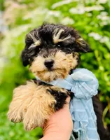 Obedience Training Begun!!! Baby Boy 💙🥰💙, a male Havapoo for sale in Shreve, OH – 2 of 6