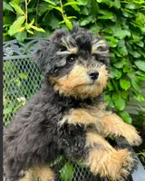 Obedience Training Begun!!! Baby Boy 💙🥰💙, a male Havapoo for sale in Shreve, OH – 6 of 6