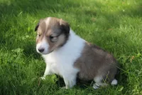 Lassie, a female Collie for sale in Shreve, OH – 7 of 10