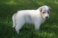Meadow, a female Collie for sale in Shreve, OH – 4 of 7
