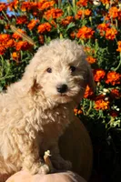Little Pumpkin ❤️💕, a female Havapoo for sale in Shreve, OH – 8 of 10