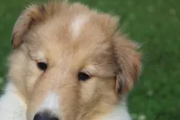 Cookie - sweet, lovable, loyal..., a female Collie for sale in Shreve, OH – 6 of 9