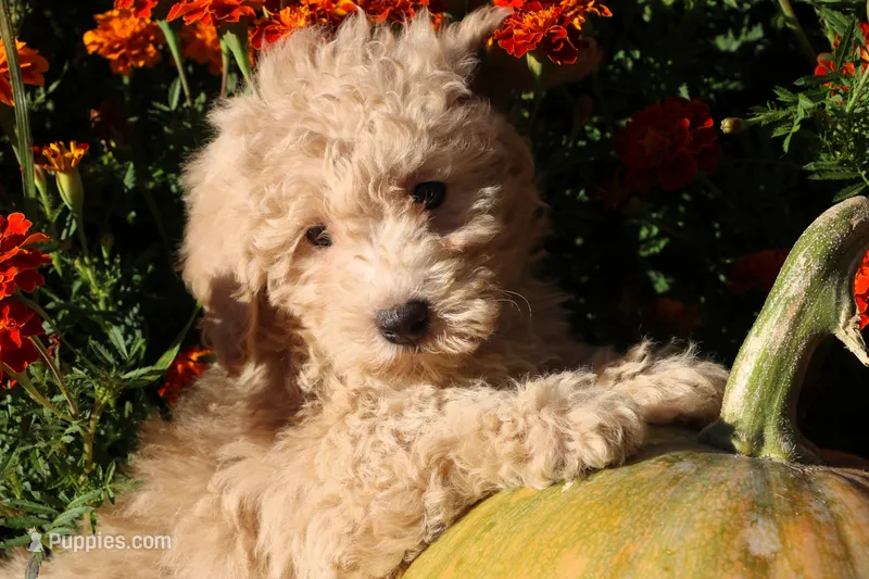 Little Pumpkin!! ❤️💕 – Havapoo puppy for sale in Shreve, OH