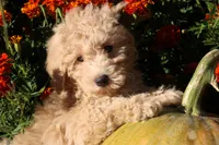 Little Pumpkin ❤️💕, a female Havapoo for sale in Shreve, OH – 2 of 10