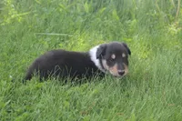Scout, a male Collie for sale in Shreve, OH – 6 of 10