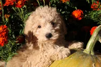 Little Pumpkin ❤️💕, a female Havapoo for sale in Shreve, OH – 4 of 10